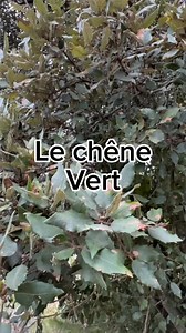Le chêne vert est un arbre courant dans le sud de la France. Il peut monter un peu dans le nord si l’hiver n’est pas trop rude. C’est un joli arbre au feuillage persistant avec de nombreuses qualités … #arbre #jardin #nature | Roland Motte