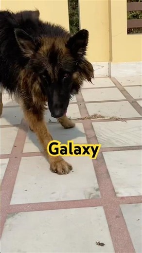 galaxy the german shepherd after bath taking sun #germanshepherd #trending #shots #shortfeed #dog