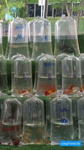 🐠 This Is How Aquarium Fish Are Sold in Thailand 🐠