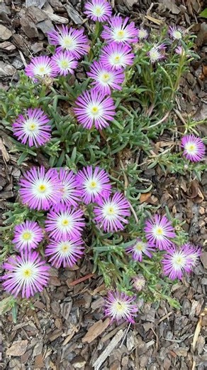 Delosperma, a genus of succulent plants in ice plant family (Aizoaceae) - drought tolerant flowers.