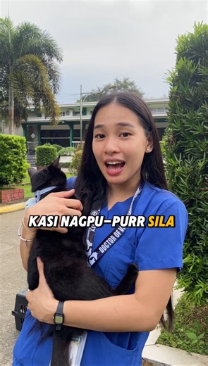 purrrr 🐱 #lans | LANS