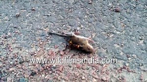 Hornet v_s Mouse _ royal battle between insect and rodent - never before seen attack