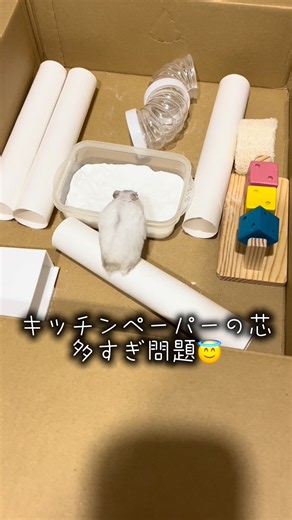 【手作り遊具】大量のキッチンペーパーの芯で作ったコースを爆走するハムスターww #shorts