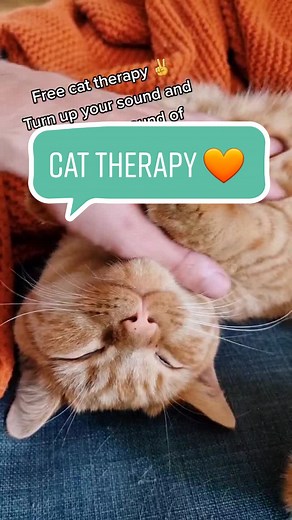 Share with someone who needs some cat therapy 🧡 #cattherapy #purring #purr #cats #catsoftiktok