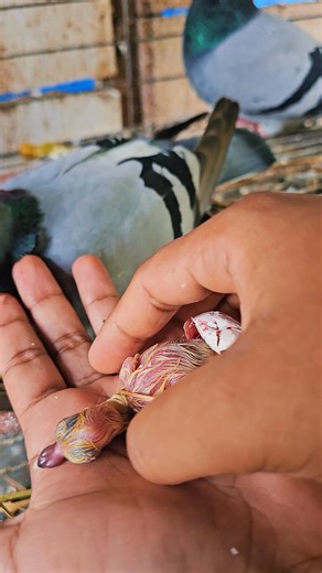 108K views · 2.1K reactions | Didn't let me help #racingpiegon #PigeonCare #kabutar | Joty's Aviary | Facebook