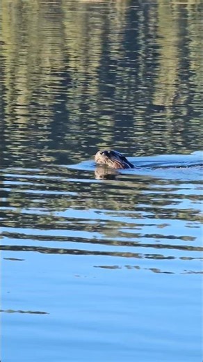 otter and the dog play together