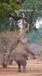 Mana Pools - where moments are memories 🇿🇼 Sony A7R5 📷 70-200 F2.8 mm @dave_gone_wild 📷🙏 #manapools #mana #zimbabwe #zimbabwe🇿🇼 #travelzimbabwe #zim #elephants #elephantlove #magicanimals #wildanimal | Curt is Wild