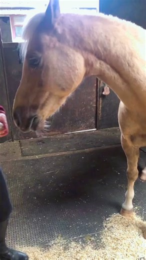 Nothin’ says lovin’ like a Stud Muffin! 😋 Video credit of @paris_the_palomino_pony 💛 | Stud Muffins