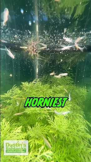 FEEDING LONG FIN GOLDEN DANIOS!!!