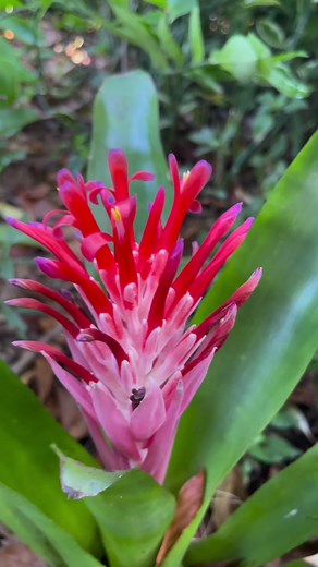 ব্রোমিলিয়াডস #bromeliads #aechmea #Aechmea_fasciata #bromeliaceae | Md Azharul Islam Khan