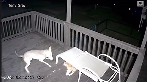 This cat could branch Infantry. #BeHardToKill SOURCE : ABC News | OATH