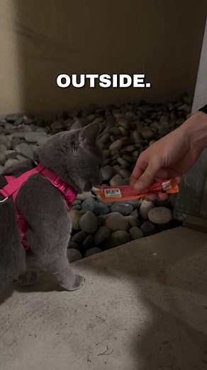 Effective Cat Leash Training Techniques