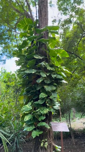 Guanacaste is our favorite province in Costa Rica 🇨🇷 And our Casita Típica is the perfect corner to experience its traditions, flavors, and way of life—all in one place.🏡🐮🐇 Book your experience now! ↖️ diamanteecoadventurepark.com 📲 506 8682 2369 - #costarica #vacation #culture #travel #coffee #cow #bunny #mustdo | Diamante Eco Adventure Park