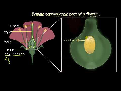 Reproductive part of a flower | Sexual reproduction in flowering plants | Biology | Khan Academy