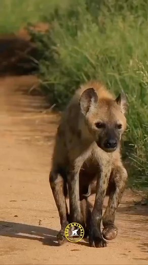 Surviving Hyena from a Lion Attack 😨 IG : @bestanimalsreels 🎥 By : @tristan_car__ #bestanimalsreels #hyena #hyenas #wildlife #wildlifephotography #wildanimals #safari #safariphotography #aminebelhouari | My Petsie