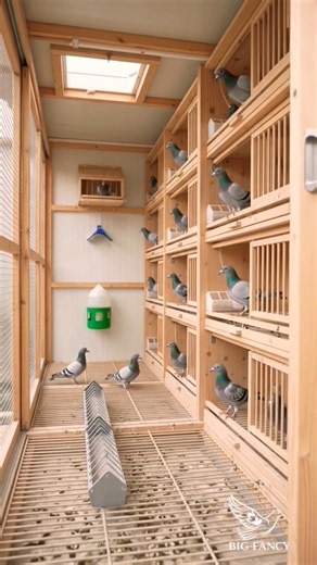 🛑🕊️ WOULD YOU BUILD THIS LOFT FOR YOUR RACING PIGEONS? 👀🏠