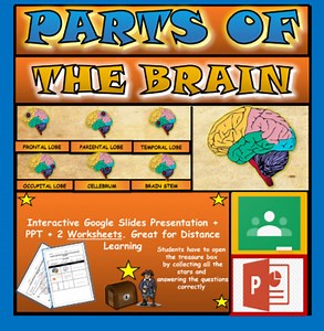 Parts of the Human Brain Powerpoint: Brain Anatomy. Human Nervous System Cortex