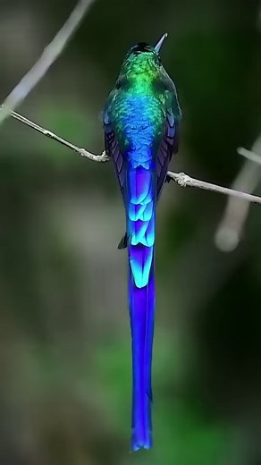 LONG TAILED SYLPH . . . Follow for more Birds_clicks2000 #birds #bird #nature #birdsofinstagram #wildlife #birdphotography #naturephotography #wildlifephotography #photography #birdwatching #birdlovers #animals #best #birding #of #ig #captures #naturelovers #perfection #love #canon #birdstagram #photooftheday #aves #parrots #nikon #art #instagram #birdlife #brilliance | BirdFlix