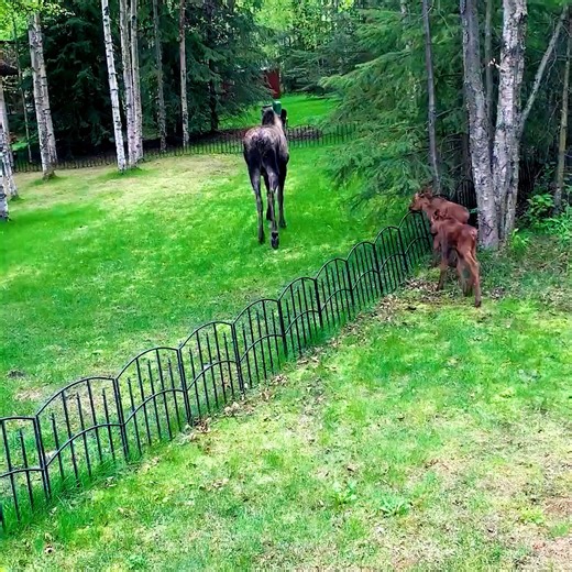 Newborn moose needs mama’s help to clear fence. | D.L. Hughley