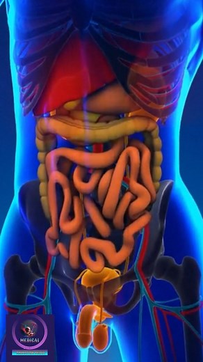 Male Urinary System Animation #fbreelsfypシ゚viral #u#urinarysystem | Medical Animation Media