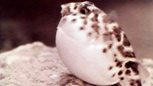 How do animals defend themselves?