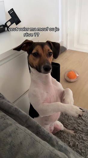 Acouplement chien Jack Russell : comprendre le comportement