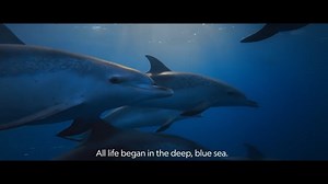 The documentary film Ocean with David Attenborough, which we are thrilled to have co-produced, takes viewers on a breathtaking journey, showing that there is nowhere more vital for our survival, more full of life, wonder, or surprise, than the ocean. Ocean with David Attenborough is currently streaming on Disney and Hulu. | National Geographic Pristine Seas