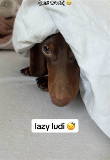 Dachshund Behavior: Understanding Their Lazy Nature