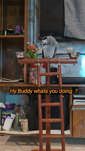 Hy Buddy who let the bird out | Talking Parrot #funny #video #ytshorts #viralpets #talkingparrot