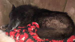 Wolf hybrid on the loose in Kokomo