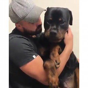 Rottweilers can turn ferocious when you are in close contact with them...Watch the video to know more 😡😡 | Rottweiler chennai
