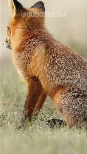 The red fox