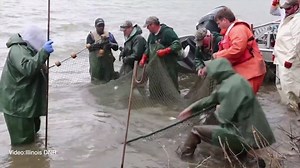 8.8K views · 89 reactions | A new UM-led study found that the ongoing warming of Lake Michigan is reducing the capacity of quagga mussels to act as a barrier against the invasive Asian carp. myumi.ch/AxmpW | University of Michigan | Facebook