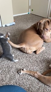 3.5M views · 63K reactions | Baby Wanda was sooo cute! #kitten #dog #cats #funnyvideo #funnymoments #puppies #dogpeople #viral #trend #trending #cute #catpeople | B-Town Bullies | Facebook