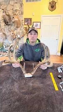 Simple Scoring of a Whitetail Deer with Pope and Young Method #hunting #deer #whitetail #viralshort