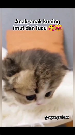 13K views · 1K reactions | Anak-anak kucing imut dan lucu 殺 #catlovers #cutecats #reels #jangkauanglobal | Agung Sultan | Facebook