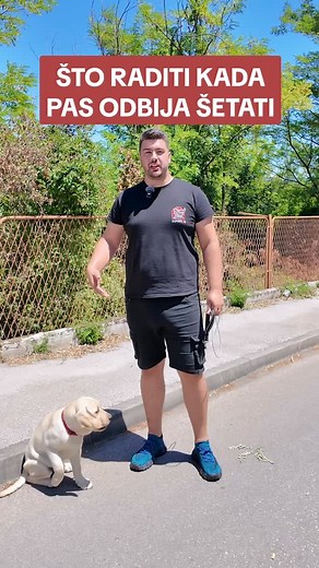 Što učiniti kada pas ne želi šetati? Pritisak povodcem i pravilnom opremom. Bonus savjet: kada dodate pritisak ponudite mu i nagradicu! Takoder, ne popustite sa laganim pritiskom. #superdog #dresurapasa #nepostojilospas #sretanpas #pas | Superdog Akademija