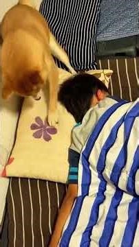 Dogs cannot turn off an alarm clock ⏰🐶🥰#funny #dog #funnydog #cutedog #dogsoftiktok #funnoment #usa