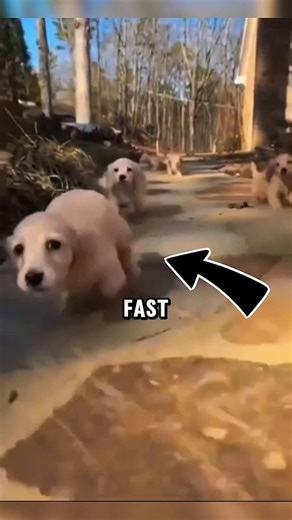5 Tiny Dogs That Shouldn’t Be This Fast 🤯💨 #facts #animalfacts #wildlife #shorts