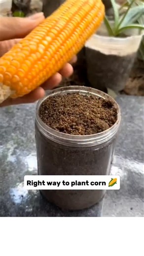 Crop and Craft on Instagram: "He Buried a Whole Corn Cob! 🌽 The Right Way to Grow Corn Seedlings 🌱 He tried planting a whole corn cob in a pot — but that doesn’t work! 🌽 This wastes seeds and slows down growth. The correct method: place corn kernels in a seed tray with nutrient-rich soil, cover lightly, and keep moist. They’ll sprout stronger and are easy to transplant later! 🌱✨ #reels #viral #agriculture #farming #planting #tiktok #farmer #CornSeedlings #GrowCorn #GardeningTips #SeedStartin