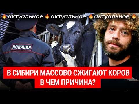 Эпидемия лжи: что не так с коровами в Сибири