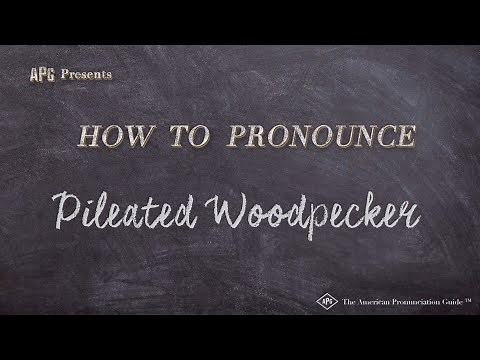 How to Pronounce Pileated Woodpecker (Real Life Examples!)