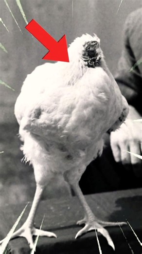 Unique Headless Chicken 😱