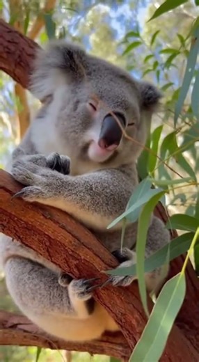 Cute and sleepy koala