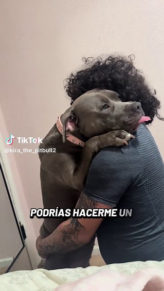 American Bully Dog: Kira's Cute Moments