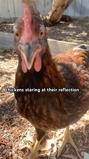 my 10 week old chicks staring at their reflections #fyp #fypシ #chicken