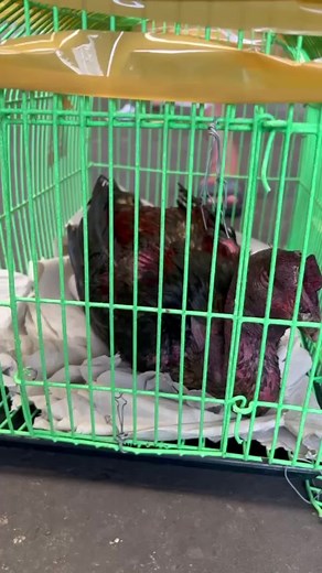 Understanding Animal Distress in Caged Environments