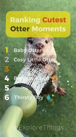 The Cutest Otter Moments