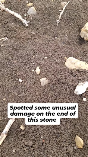 Ｌｉａｍ ＆ Hａｚｅｌ on Instagram: "The Mesolithic adze was a important tool in Mesolithic times used for grubbing out tree roots, chopping wood, making canoes and many more uses. ⚒️ An amazing find! 🗯 . . . . . . #stoneage #treasurehunting #flint #mesolithic #rockhound"