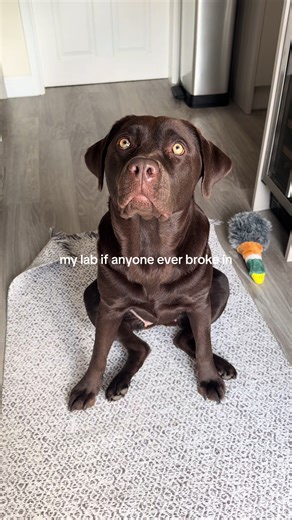 Chocolate Lab Playing with Treats